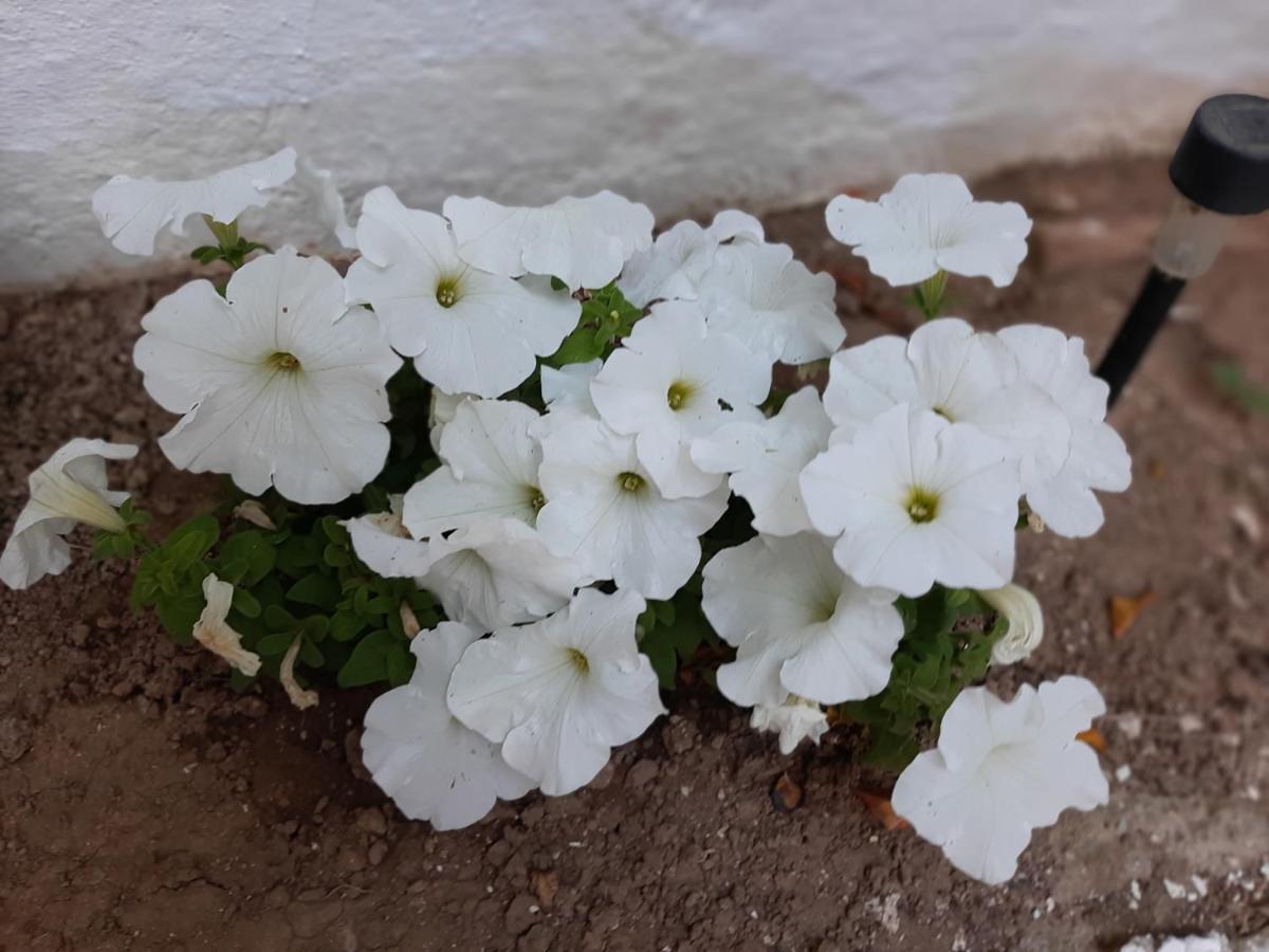 Ostria Hotel Ajía Galíni Kültér fotó